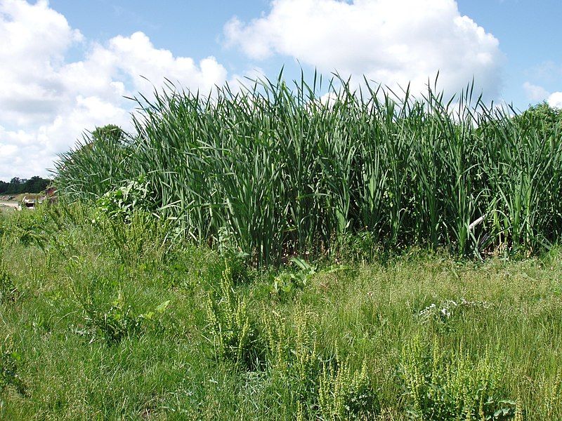 File:Mature Constructed Wetland.jpg