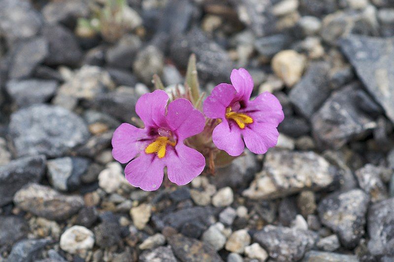 File:Mimulus nanus.jpg