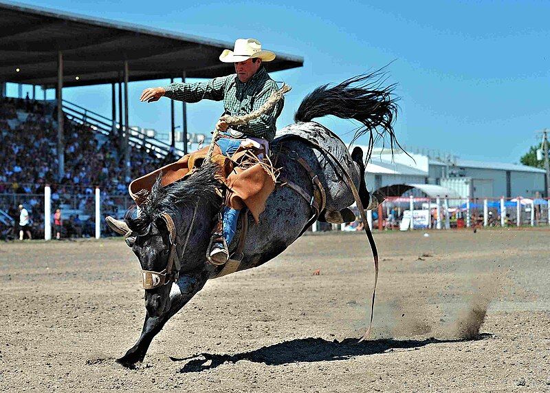 File:Morris stampede.jpg