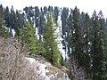 Conifer forests on the mountain.