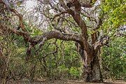 Lebombo wattle in the sand forest