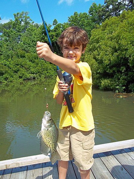 File:Nice Crappie (7335780206).jpg