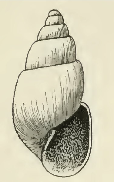 File:Odostomia vancouverensis 001.png