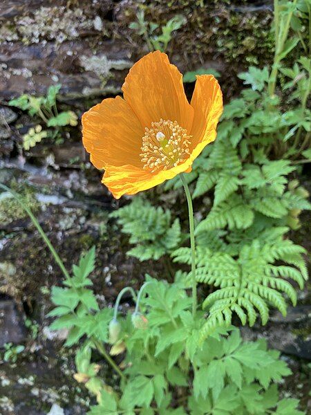 File:Orange Welsh poppy.jpg