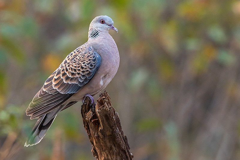 File:Oriental Turtle Dove.jpg