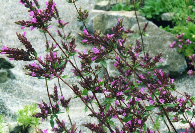 File:Origanum laevigatum.jpg