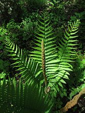 Fertile and sterile fronds of Osmundastrum cinnamomeum