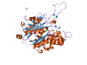 1wl5: Human cytosolic acetoacetyl-CoA thiolase