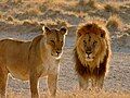 Male and female in Etosha Park, Namibia.