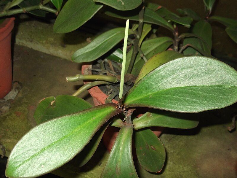 File:Peperomia clusiifolia-flower-yercaud-salem-India.JPG