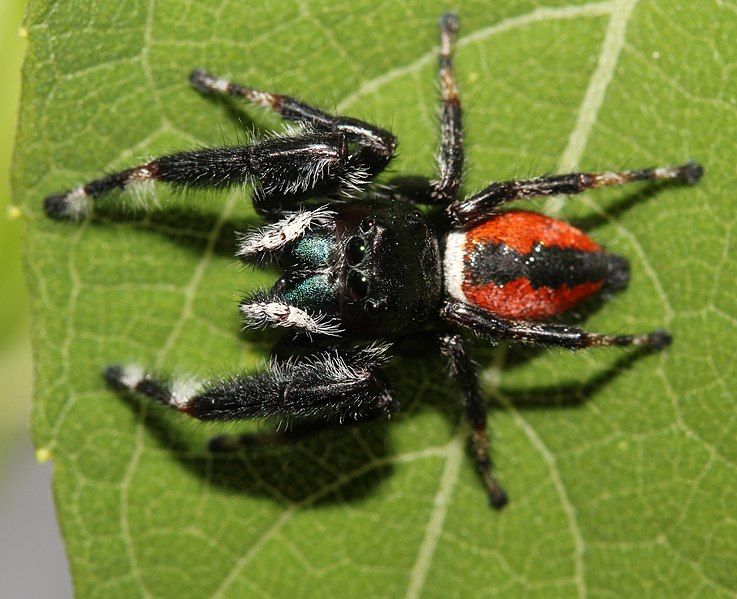 File:Phidippus clarus 5846.jpg