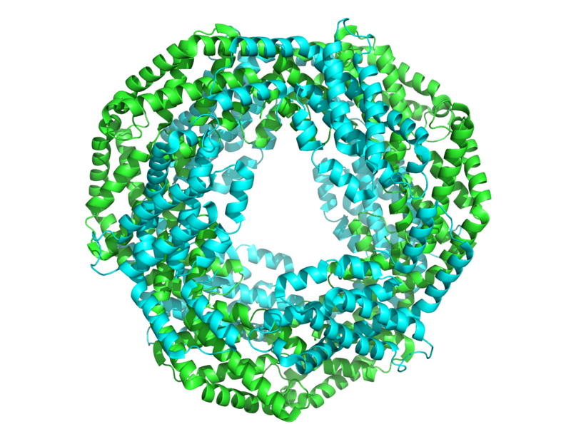 File:Phycocyanin hexamer 5mjm.png