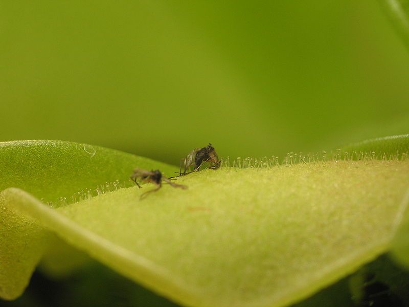 File:Pinguicula with prey.JPG