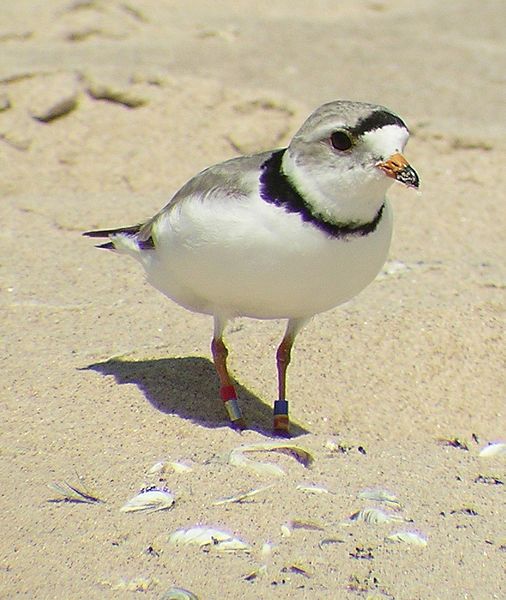 File:Piping plover (8740854611).jpg