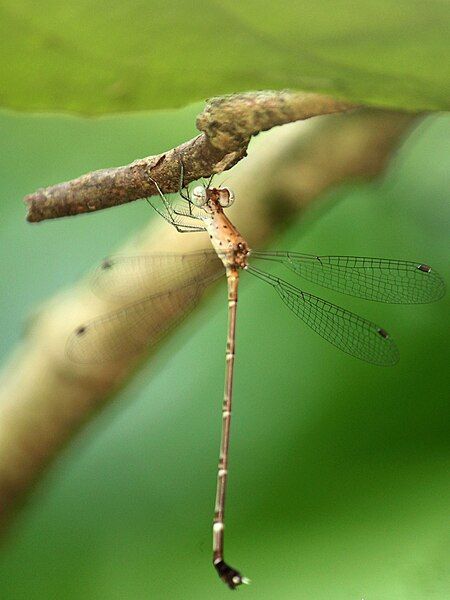 File:Platylestes platystylus female.jpg