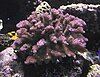 Pocillopora verrucosa, commonly known as rasp coral or knob-horned coral