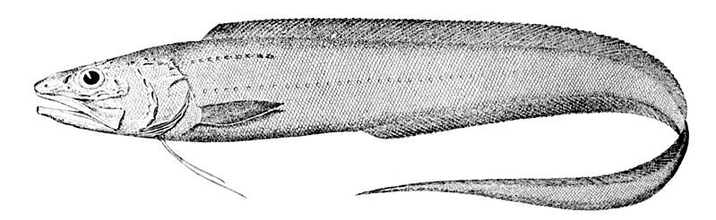 File:Porogadus miles.jpg