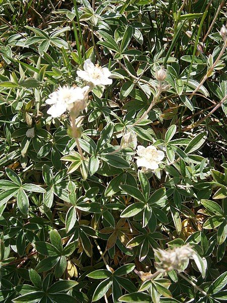 File:Potentilla alchemilloides 001.JPG