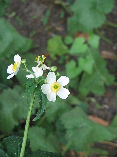 File:Ranunculus aconitifolius 03.jpg