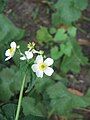 Ranunculus aconitifolius