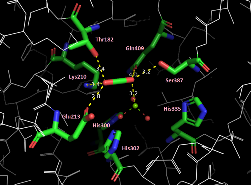 File:RuBisCOActiveSite2.png