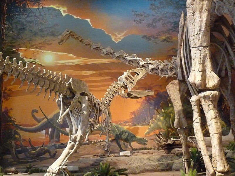 File:Saurophaganax VS Diplodocus.jpg