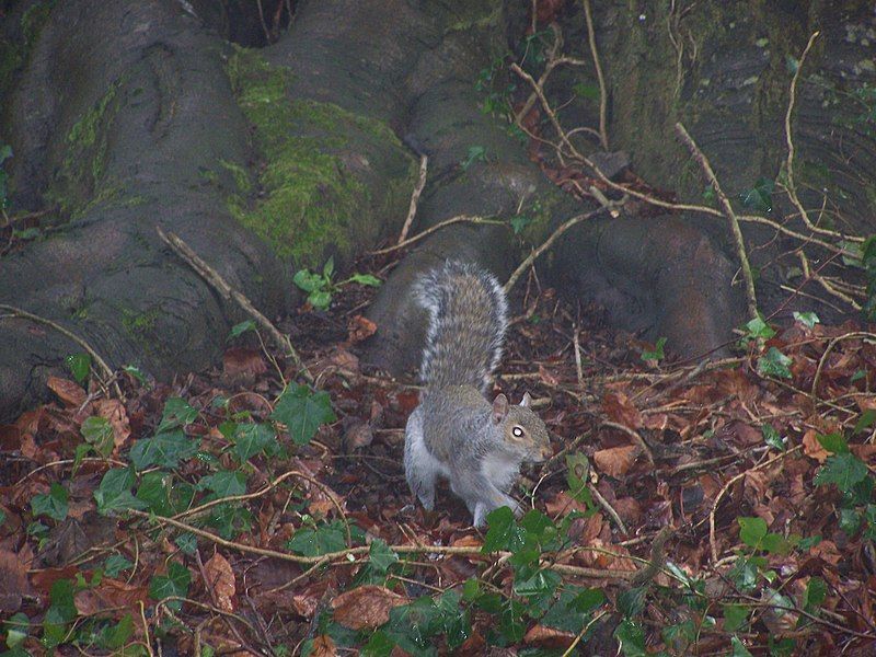 File:Squirrel in park.jpg