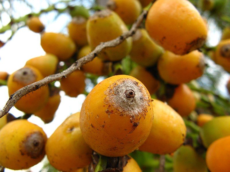 File:Syagrus romanzoffiana Fruit.jpg