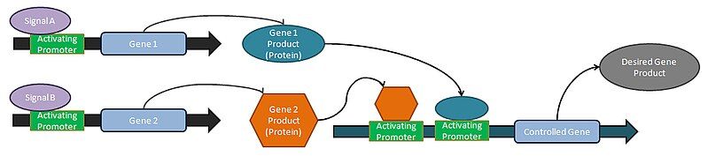 File:SynBioCirc-OrLogicGate.jpg