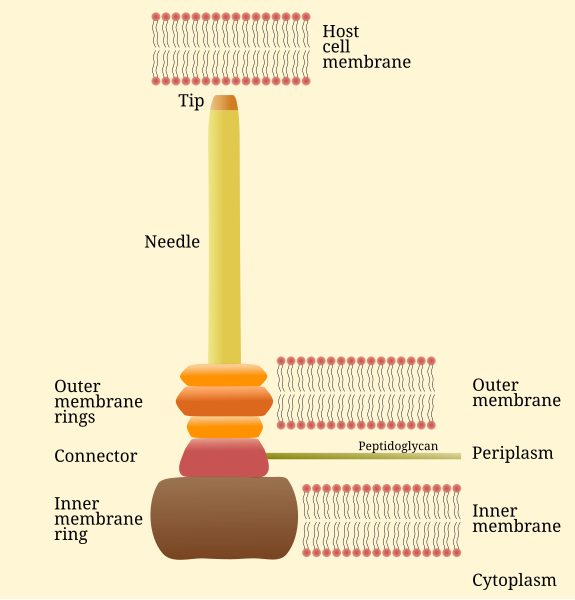 File:T3SS needle complex.svg