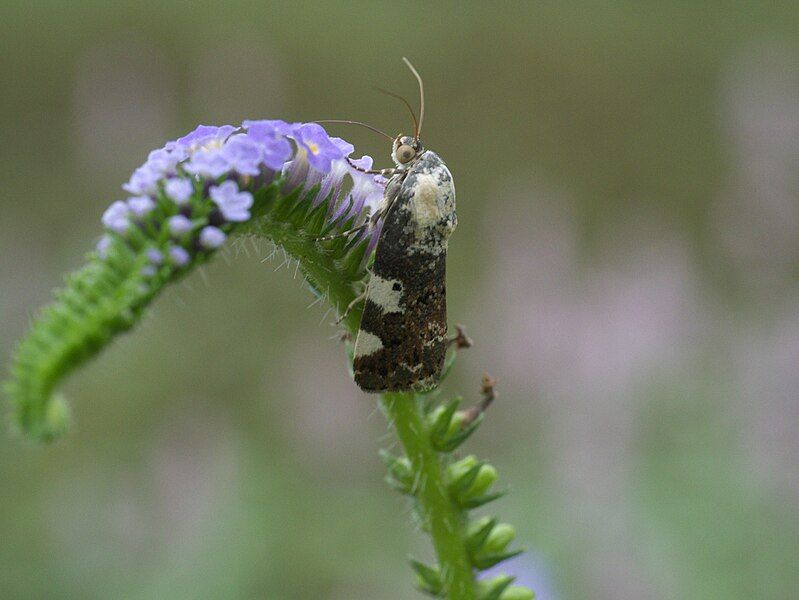 File:Tarache aprica P1340302a.jpg