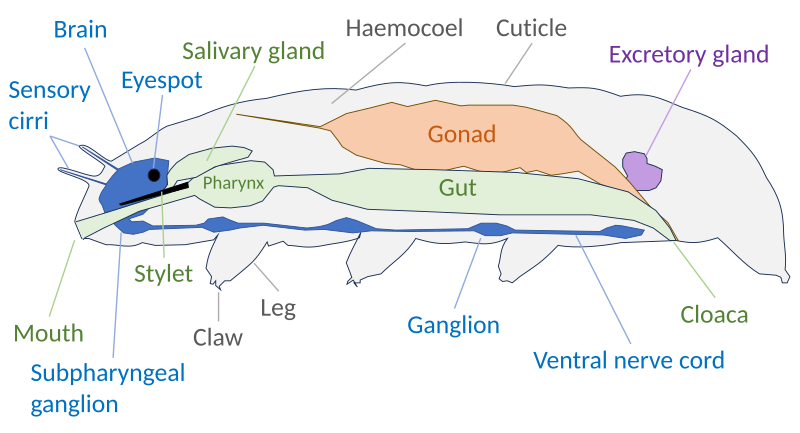 File:Tardigrade anatomy.svg