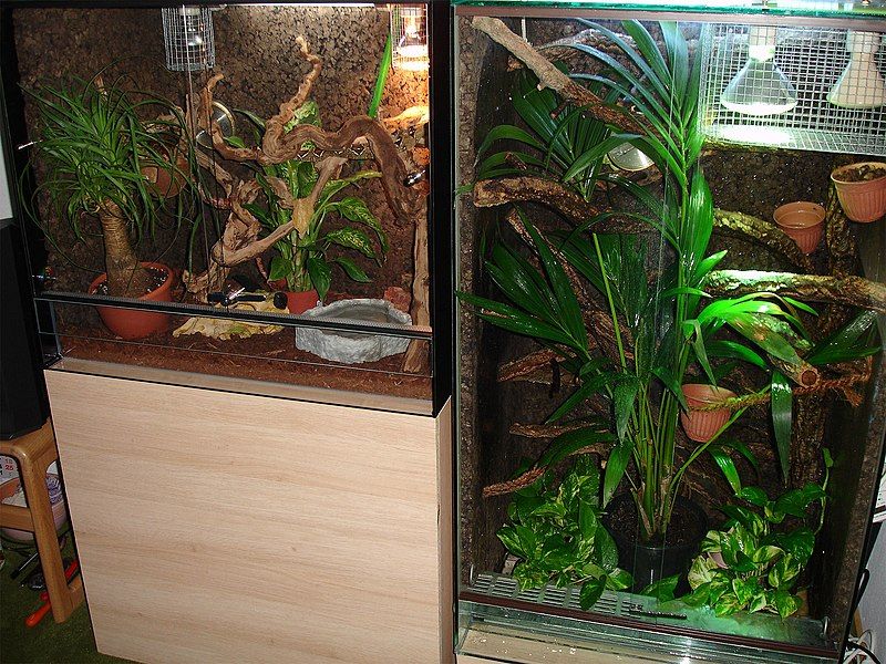 File:Terrarium2.jpg