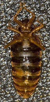 A bed bug is lying upside-down (ventral side up), with its head at the top of the picture. The right side of the bed bug's abdomen (left side of the picture) has a wound caused by traumatic insemination.