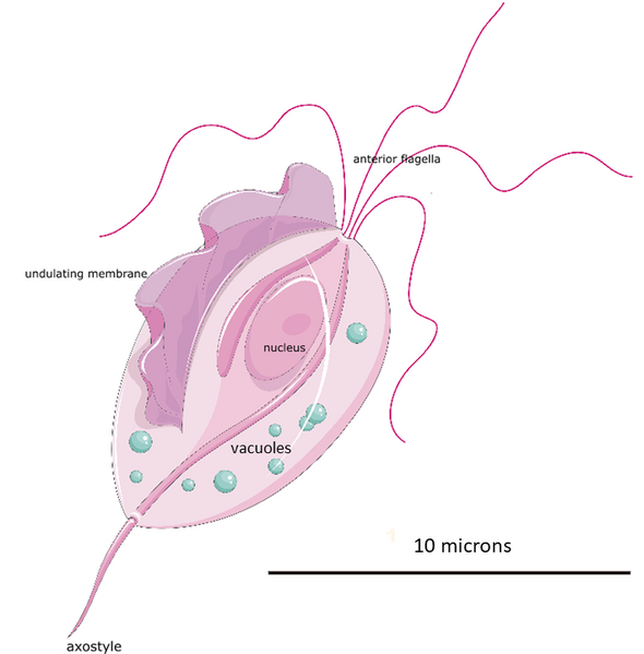 File:Trichomonas vaginalis (02).png