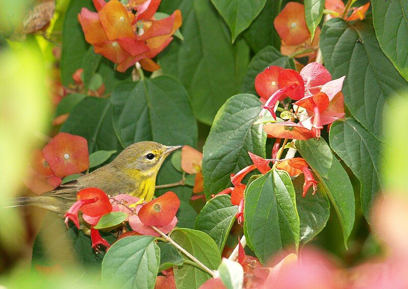 File:Warbler prairie 03.JPG