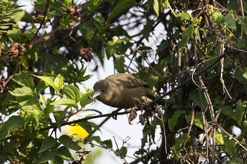 File:Zosterops brunneus 61809007.jpg