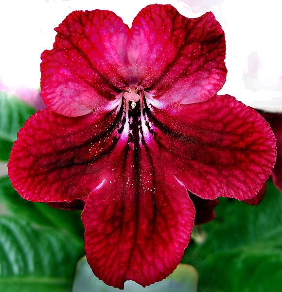 File:2007-03-20Streptocarpus02.jpg