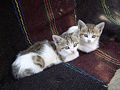 If we must have a photo, can it at least be a photo of some kittens? CON: Does not illustrate subject very well. PRO: Kittens!