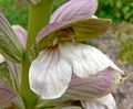 Acanthus spinosus