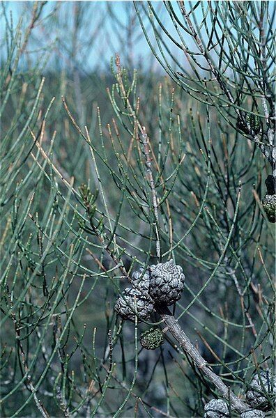 File:Allocasuarina pusilla.jpg