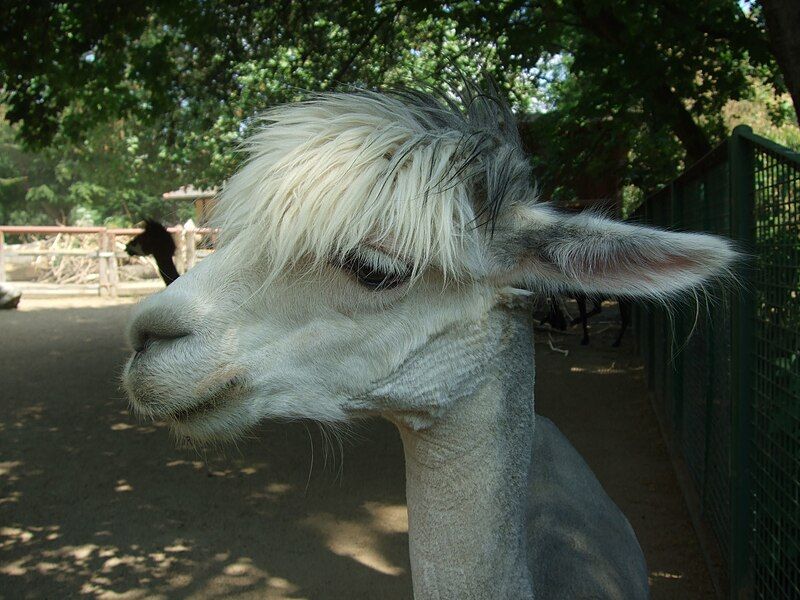 File:Alpaka Frankfurt Zoo.jpg