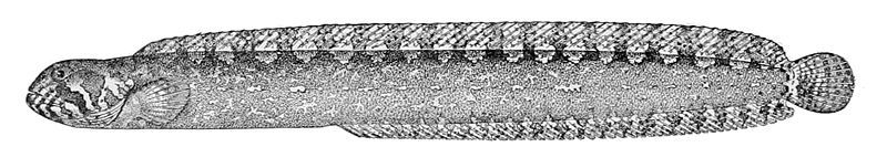 File:Anoplarchus insignis.jpg