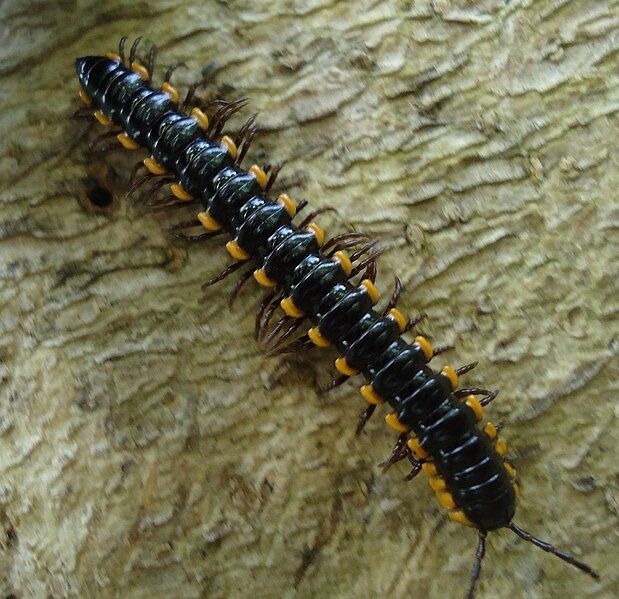 File:Anoplodesmus saussurii (Philippines).jpg