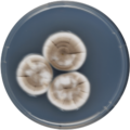 Aspergillus keveii growing on CYA plate