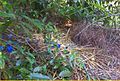 A range of plastic artifacts in a bower