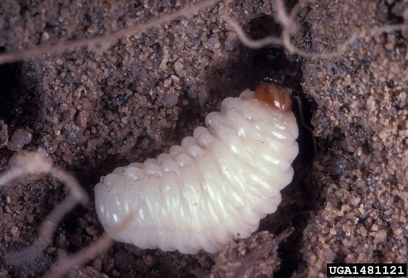 File:Baris strenua larva.jpg