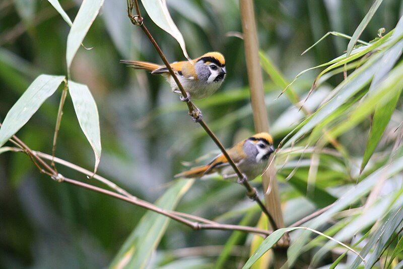 File:Black-throated Parrotbill.jpg