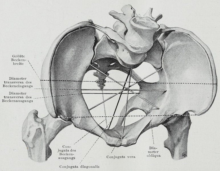 File:Braus 1921 240.png