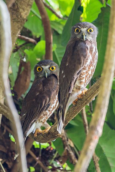 File:Brown hawk-owls couple.jpg